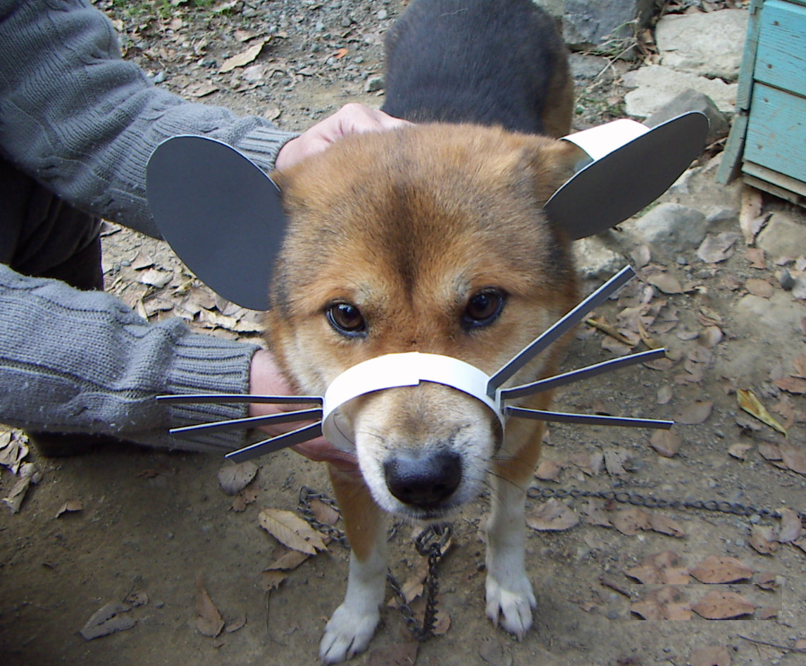 まぁ どんくさい犬 遊酔 楽しい生活